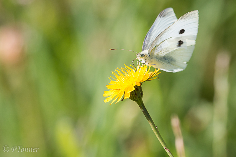 [Pieris rapae] Sont-ce des piérides de la rave? [Bonne réponse] 20190717