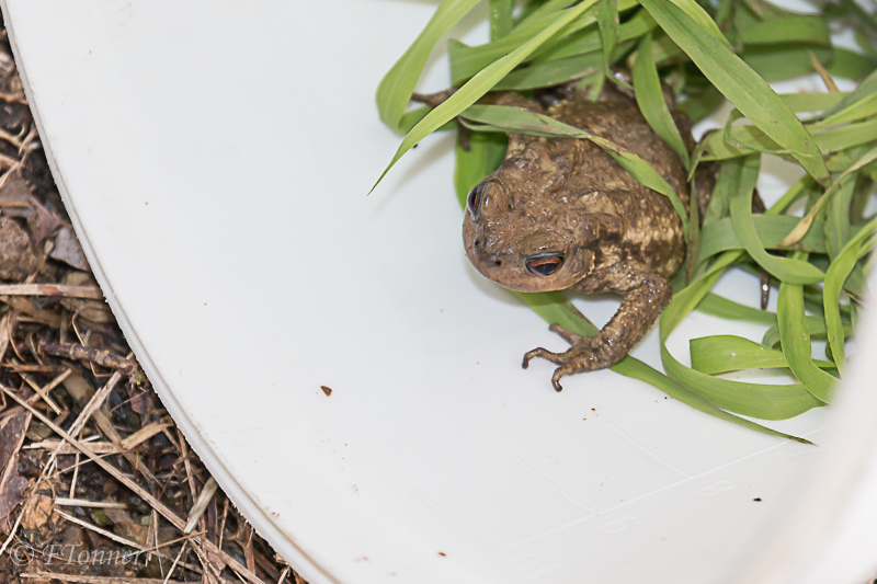 [Bufo spinosus] Crapaud maigre piégé dans un vieux compteur d'eau 20210713