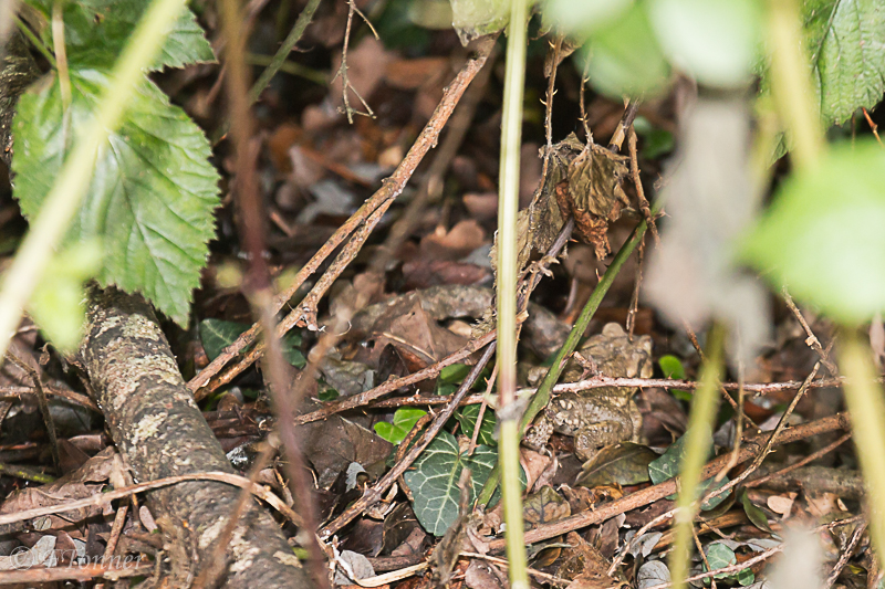 [Bufo spinosus] Crapaud maigre piégé dans un vieux compteur d'eau 20210716