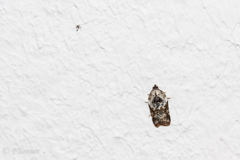Identification papillon [Acleris variegana] 20211026