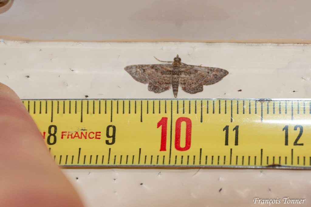 [Gymnoscelis rufifasciata] Un nouveau de presque 18 mm Img_3613