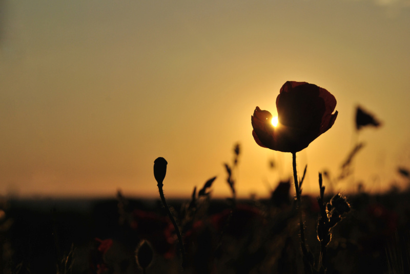 Le soleil et le coquelicot _dsc1210