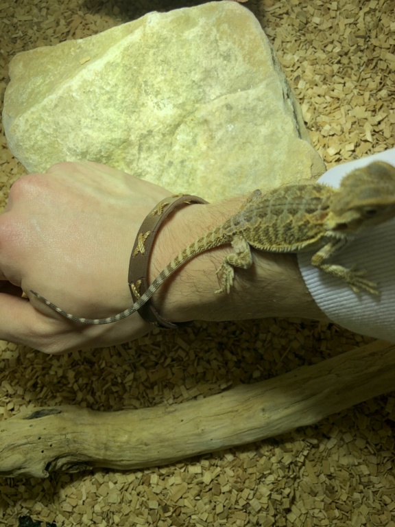 Le bout de queue de mon bébé Pogona devient noir, que faire ? 38eaaa10