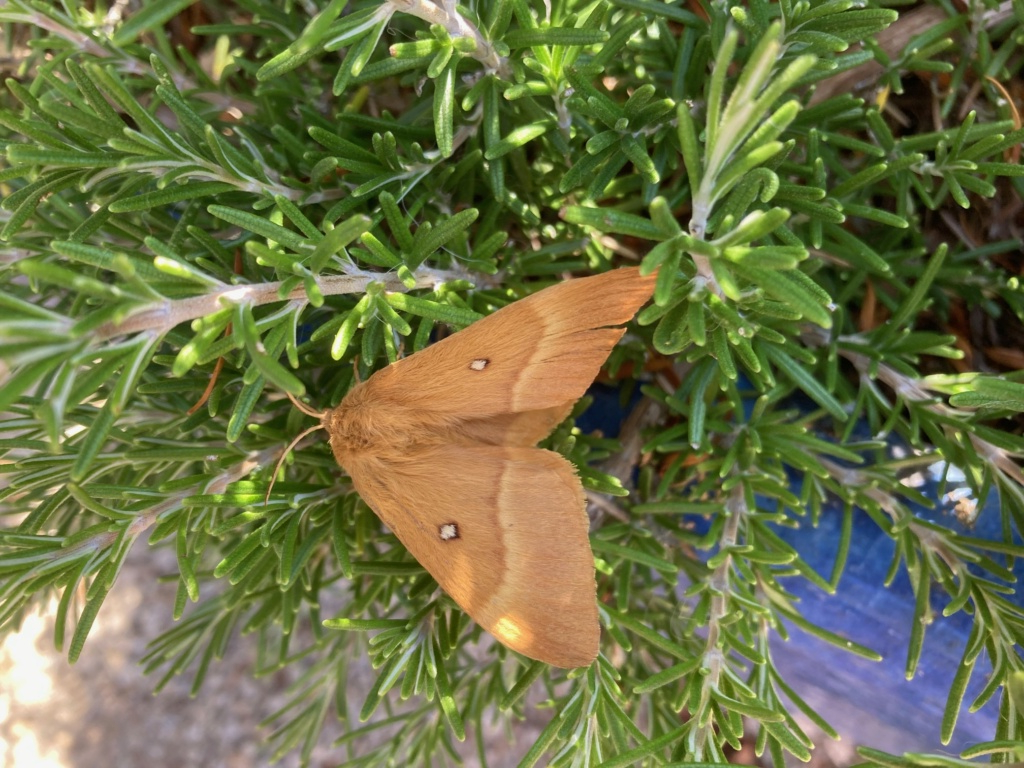[Lasiocampa quercus] identification papillon Img_5410