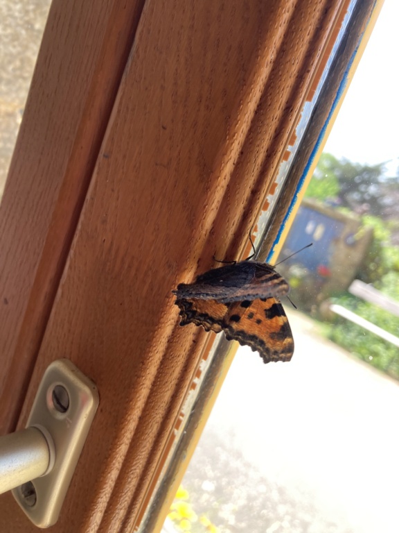 [Nymphalis polychloros] Identification papillon  Img_7713