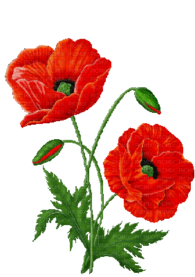 mundifleur 13028710