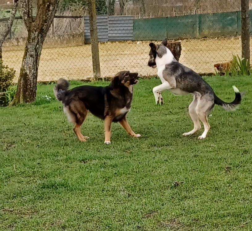 bonny - BONNY (ex-BONNIE), F-X, née novembre 2019, TAILLE MOYENNE (PIATRA FOURRIERE) En FA chez Pegg (Depart51) - Page 5 20230310