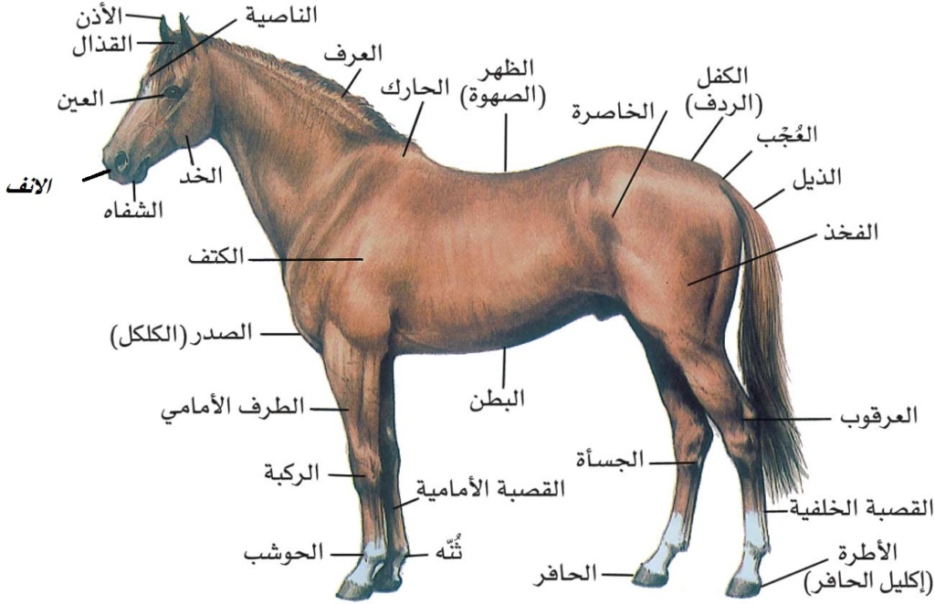 هل تعلم مواصفات الحصان العربي الأصيل؟ 264910
