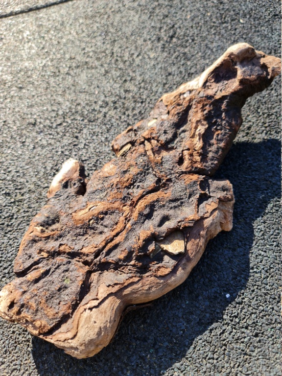 Madera fosilizada o un simple trozo de madera con piedras incrustadas?? 20210312