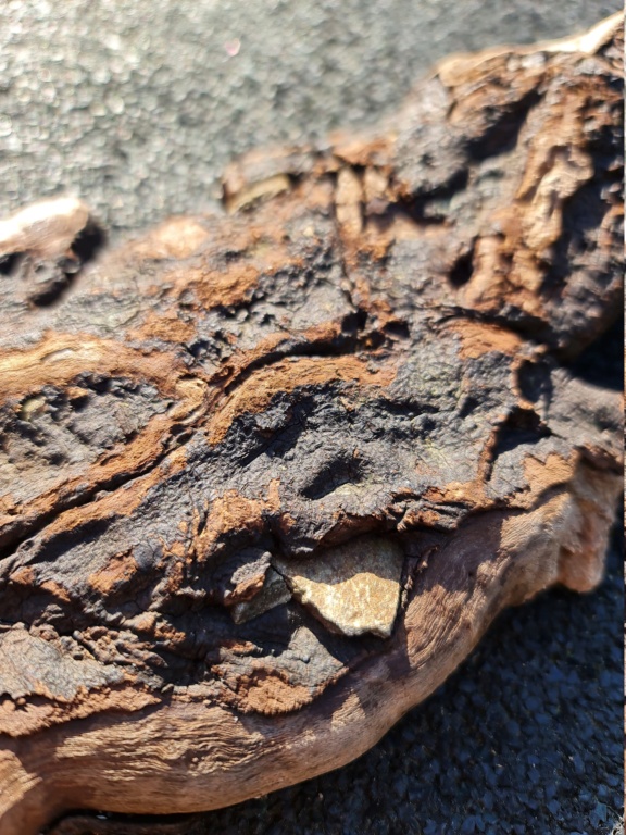 Madera fosilizada o un simple trozo de madera con piedras incrustadas?? 20210313