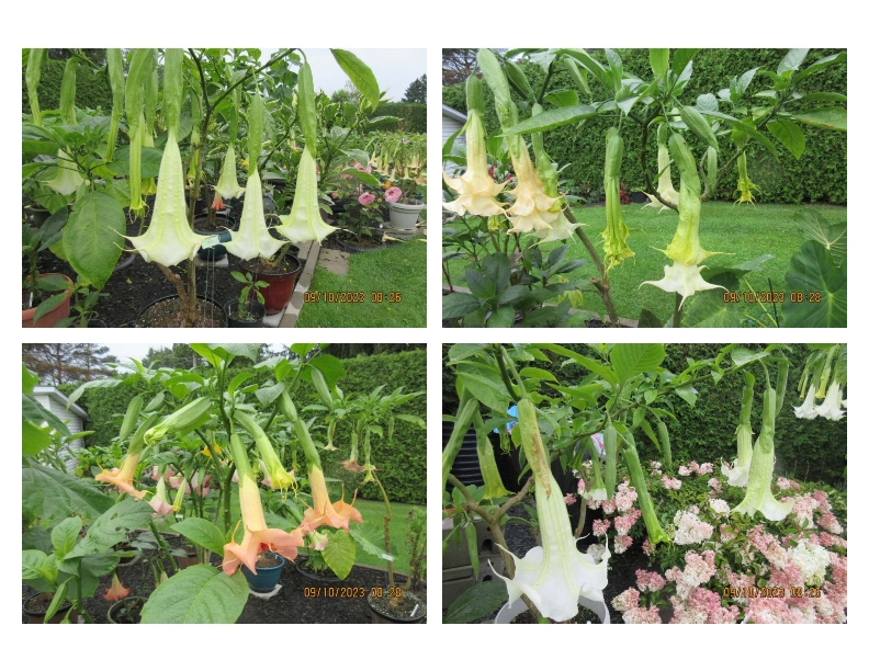 Brugmansia floraison - Page 2 9_x_1312