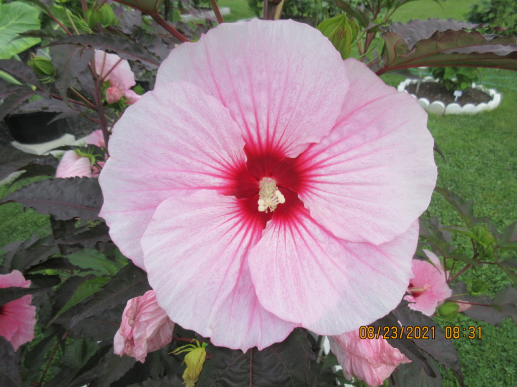 Hibiscus Vivaces Img_1510