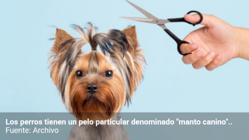 3 razas de perros a las que no se les debe cortar el pelo Screen45