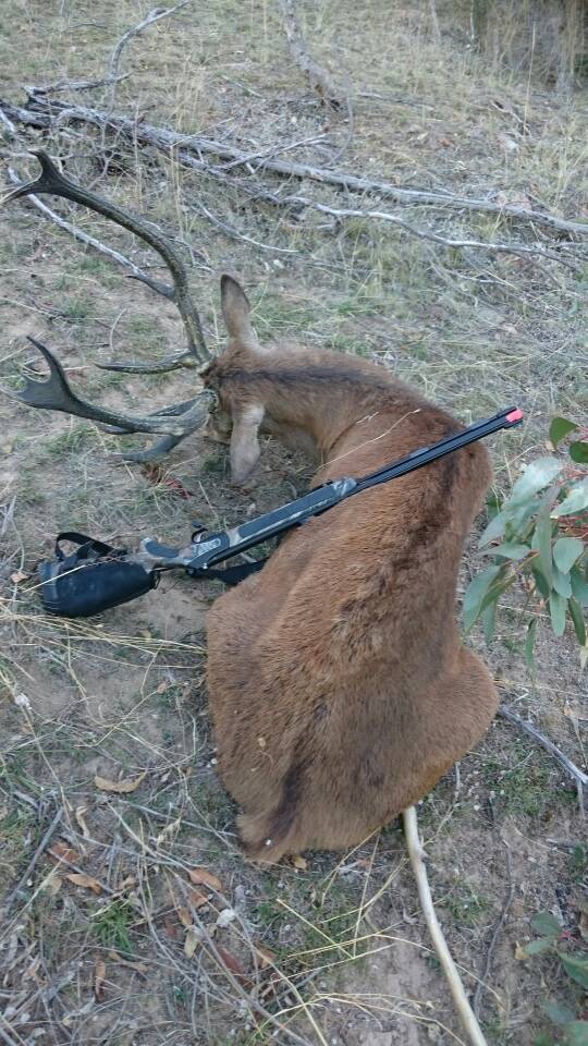 My best blackpowder red stag Tapata10