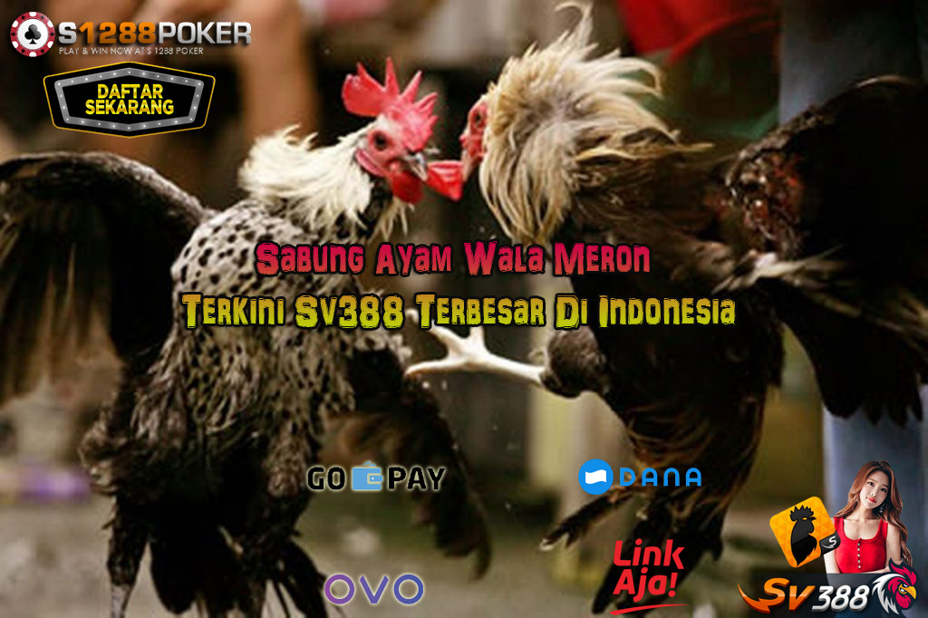 Sabung Ayam Wala Meron Terkini Sv388 Terbesar Di Indonesia A510