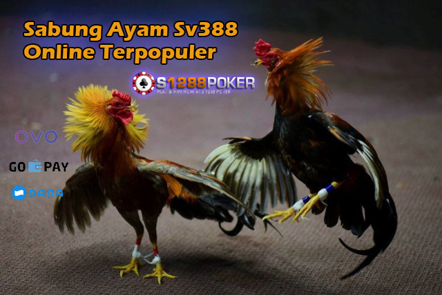 Sabung Ayam Sv388 Online Terpopuler Ab10
