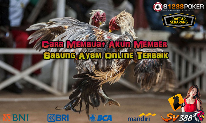 Cara Membuat Akun Member Sabung Ayam Online Terbaik Af11