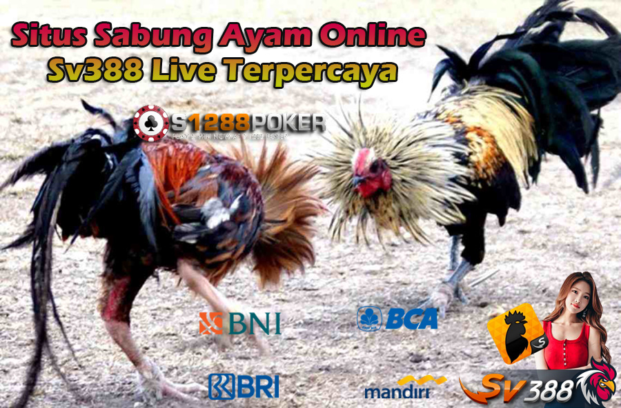 Situs Sabung Ayam Online Sv388 Live Terpercaya An10