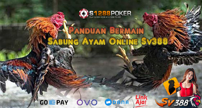 Panduan Bermain Sabung Ayam Online Sv388 Ayam11