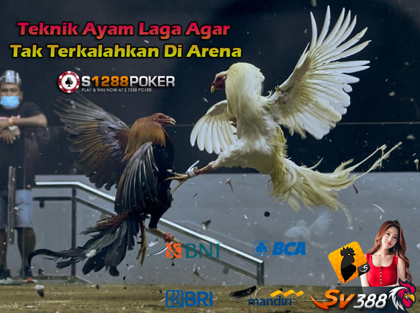 Teknik Ayam Laga Agar Tak Terkalahkan Di Arena Ayam12