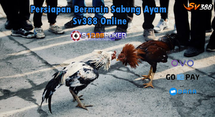 Persiapan Bermain Sabung Ayam Sv388 Online Bung10