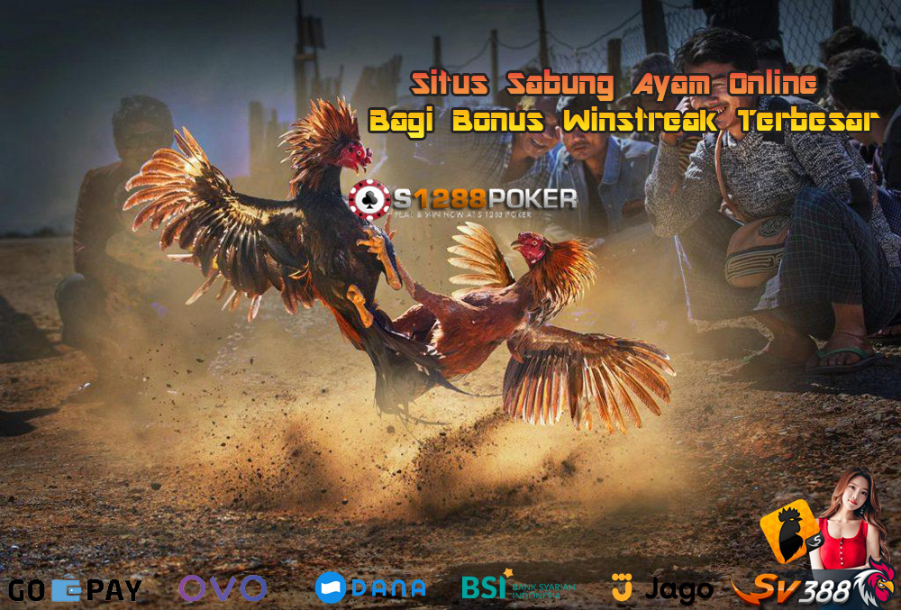 Situs Sabung Ayam Bagi Bonus Winstreak Terbesar L10