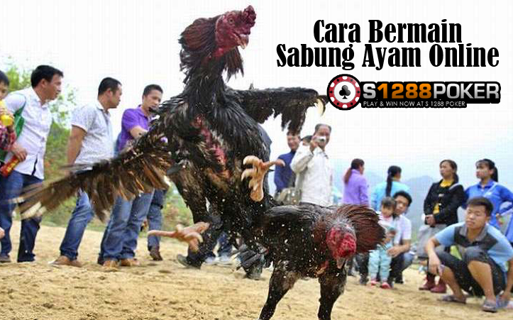 Sabung Ayam Wala Meron Agen Terpercaya Sabung10