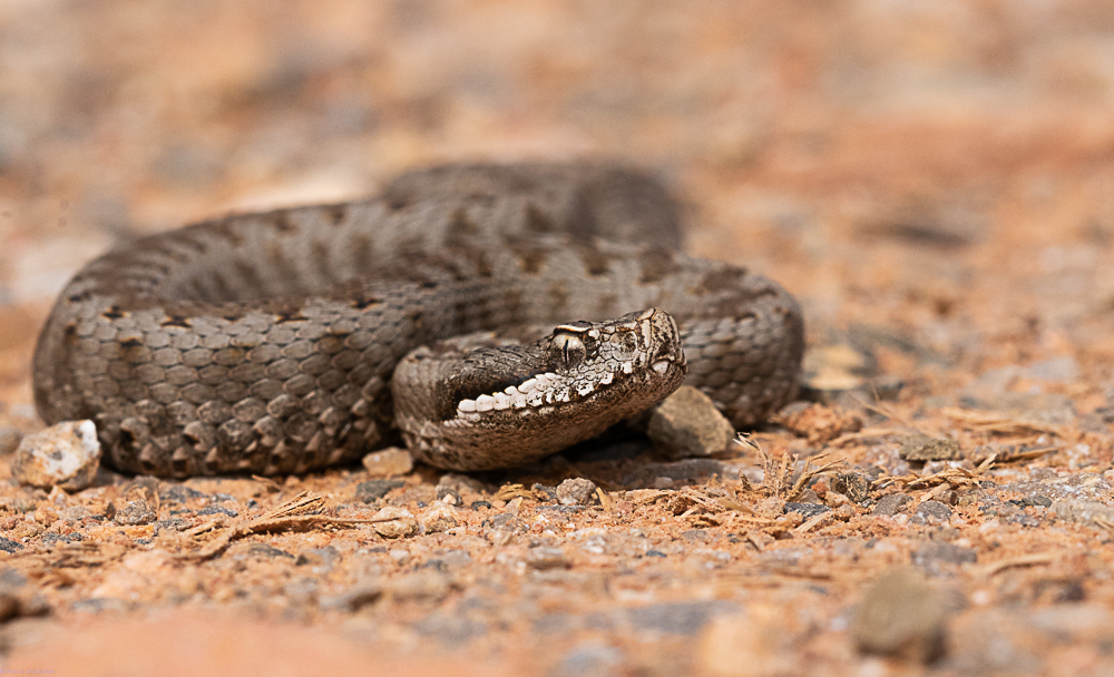 Herping des Corbières 26032010