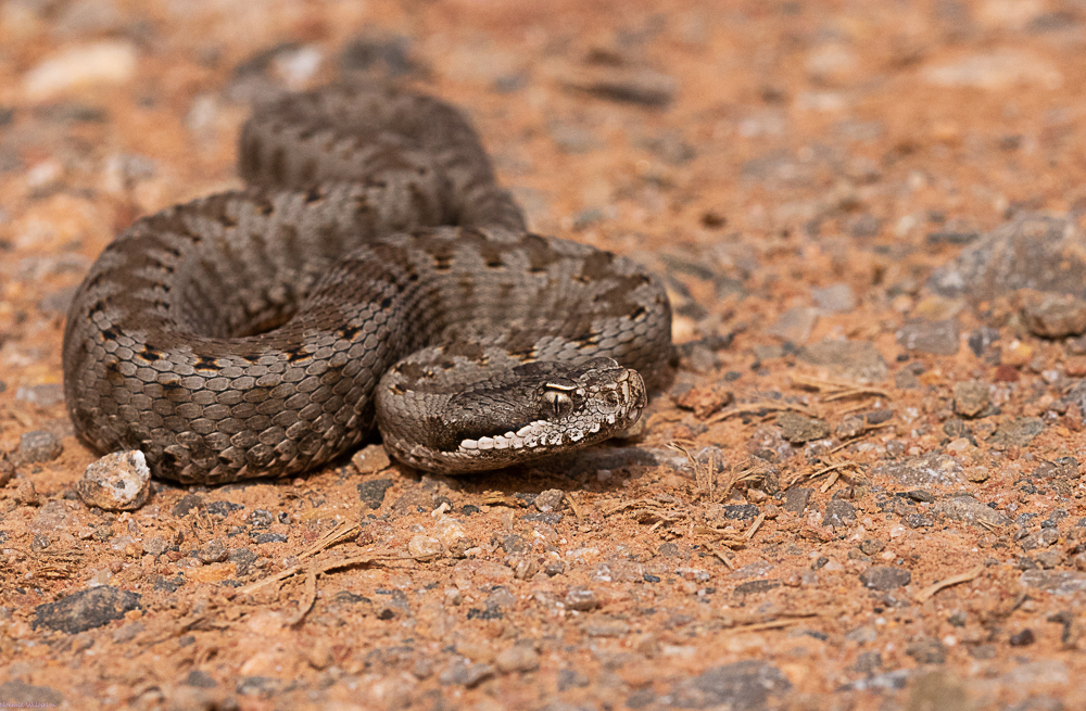 Herping des Corbières 26032011