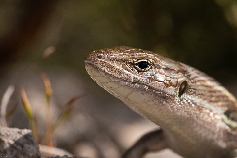 Herping des Corbières 27032012