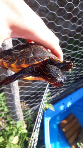 identification tortue aquatique 20230820