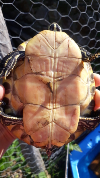 identification tortue aquatique 20230821