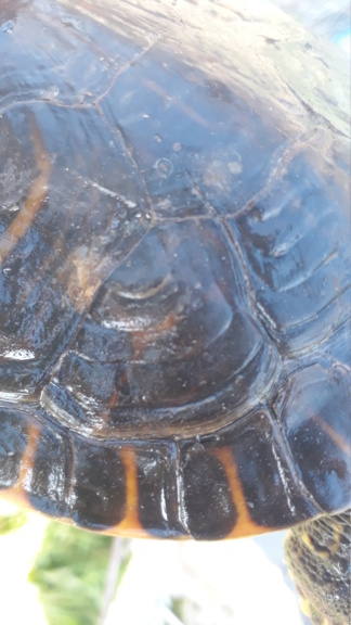 identification tortue aquatique 20230822
