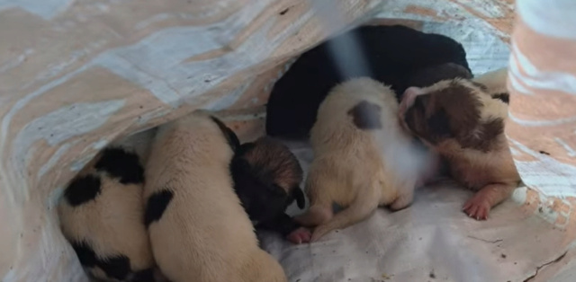 7 mastiff pups in een container 1a10