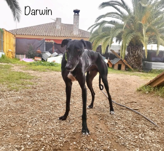 RA Darwin Darwin10