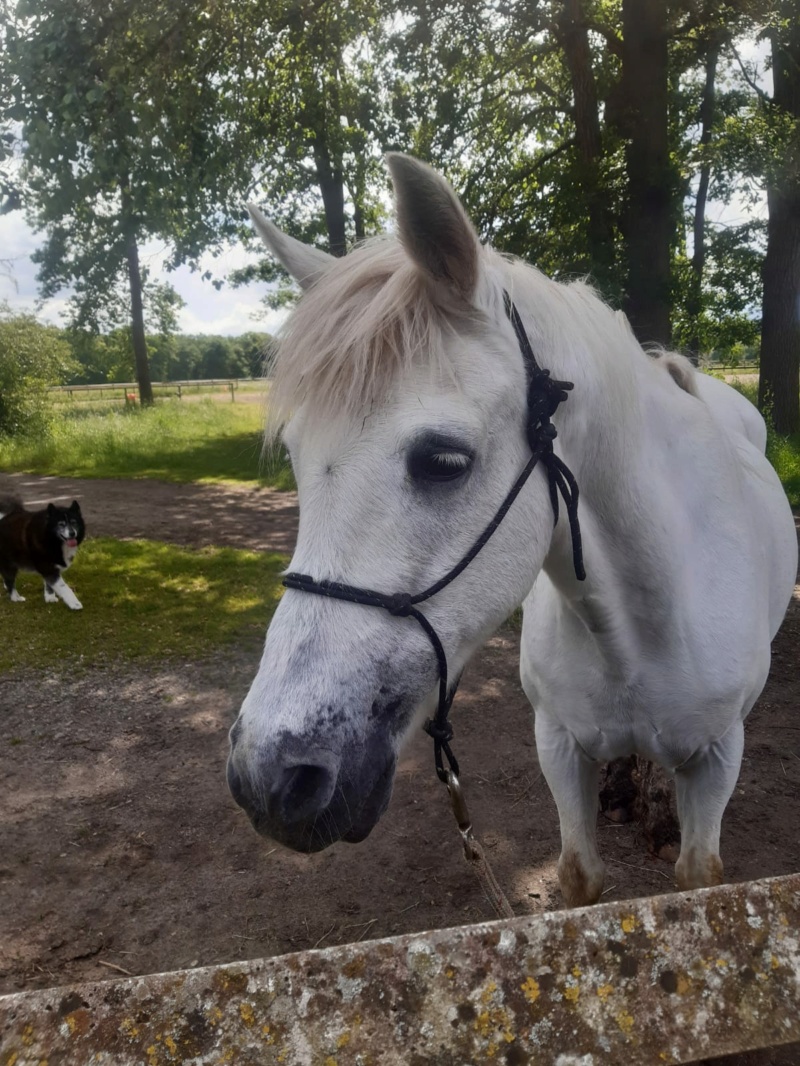 INDIANA - ONC Poney née en 1996 - adoptée en mai 2009 par Christelle - Page 2 44193011