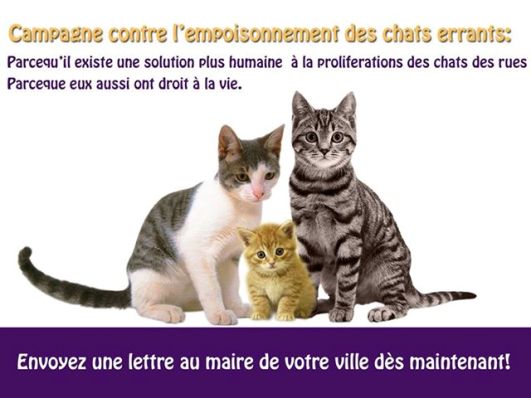  Rabat/Maroc : l’extermination  des chats et chiens continue 10030710