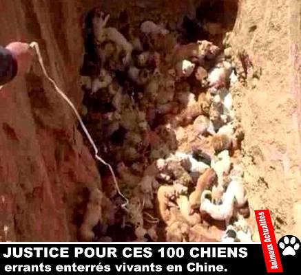 Justice pour les 100 chiens errants enterrés vivants 10269310