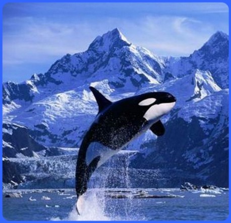 Des orques martyrisés pour les jeux olympiques!  2ae32a10