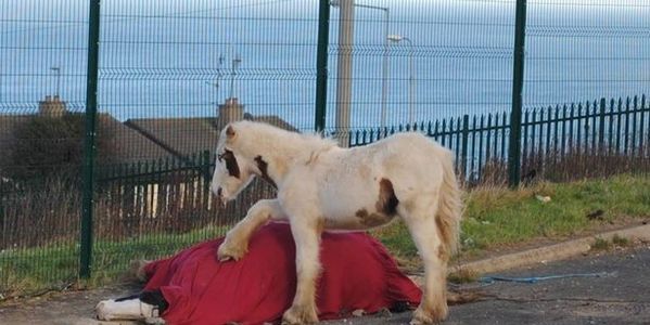 Chevaux d'élevage maltraités en Irlande! 83363810