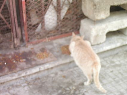 Mon Séjour au Maroc a Rabat : Je suis  passé par Casablanca! Bild0111