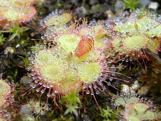 Semis Drosera Sessilifolia Dscf6410