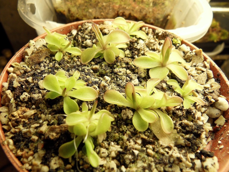 Don de pinguicula seductora Sdc10227