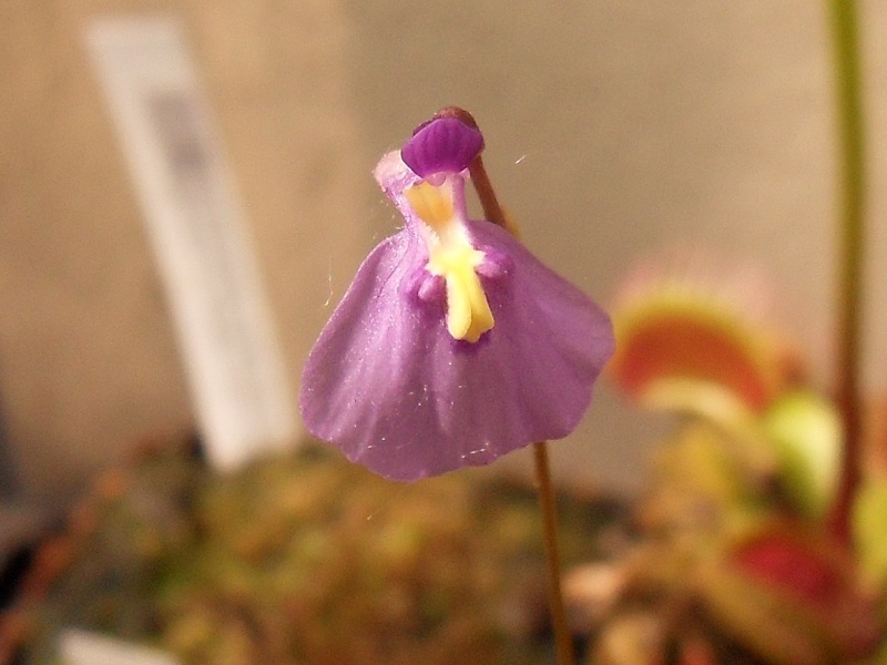 Les fleurs d'Utricularia Sdc17511