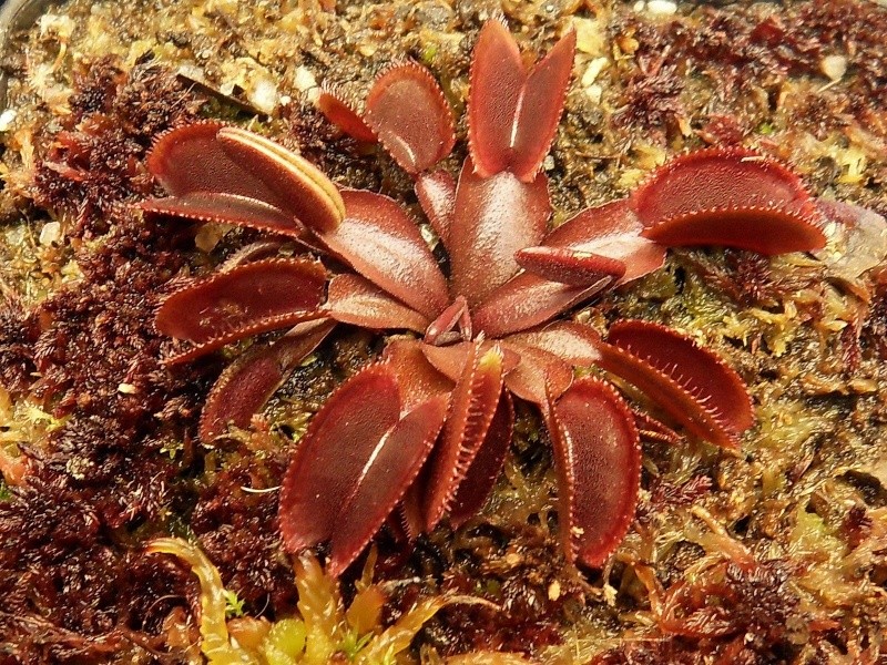 Dionaea Muscipula 'Red micro teeth' Sdc18524