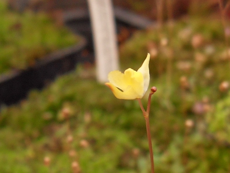 Id Utriculaire Sdc19017