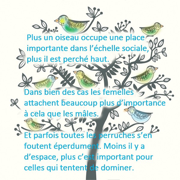 Que faire si une perruche n'accepte pas la compagnie ? Birds-10