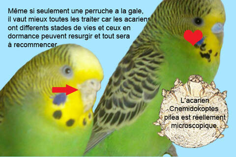 Acariose Gale Du Bec Et Des Pattes Acariose Gale Du Bec Et Des Pattes