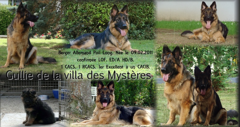 Gullie de la villa des mystères ( BAF poil long LOF ) - Page 7 Fond_d12
