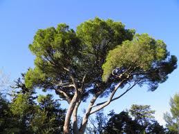 ARBRES DU MONDE... Pin_110